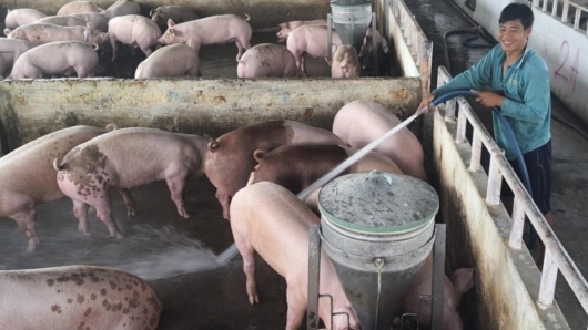 Giá heo hơi hôm nay 12/5: Tăng vững chắc vượt ngưỡng thua lỗ, người nuôi phấn khởi kỳ vọng lập đỉnh mới