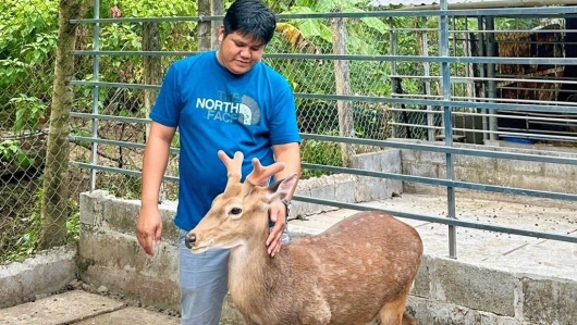 Hóa ra ở miền sông nước cũng nuôi được hươu, chăm nhàn hai năm đã thu hoạch nhung giá vài triệu mỗi lạng