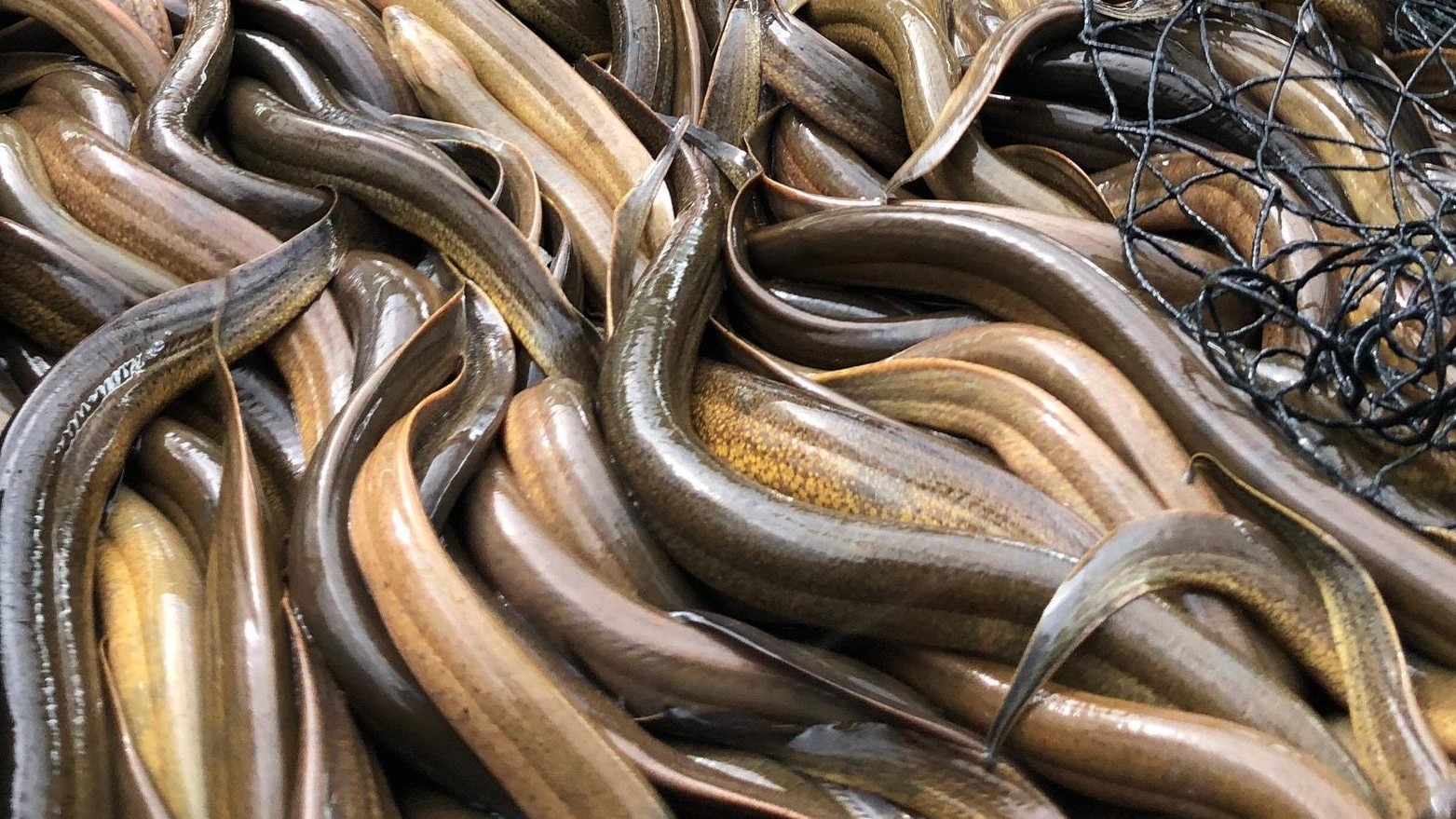 Ông nông dân với tuyệt chiêu nuôi lươn sạch thả dày đặc, cả ấp tới học để cùng làm giàu