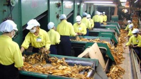 Quy định hạn ngạch thuế quan nhập khẩu thuốc lá nguyên liệu năm 2023