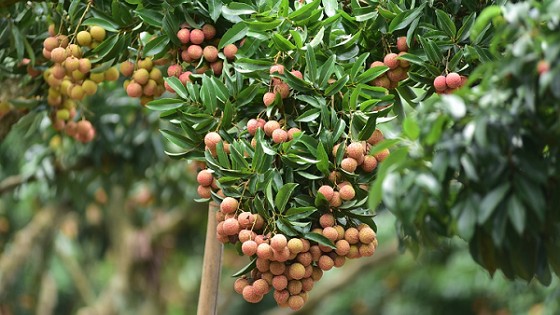 201 thương nhân Trung Quốc đăng ký nhập cảnh Việt Nam để thu mua vải thiều