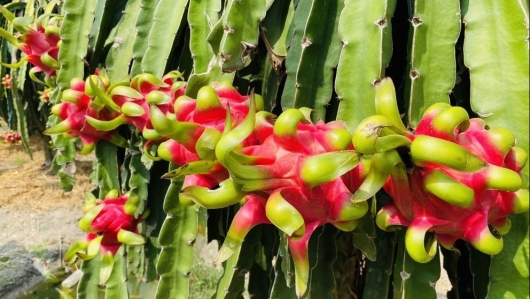 Thanh Long giá lập đỉnh trong 3 năm, nhà vườn Tiền Giang tích cực cải tạo vườn thanh long già cỗi