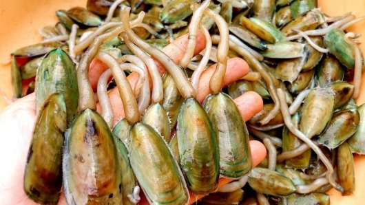 Đặc sản độc lạ của Hà Tiên nghe tên muốn “xỉu” nhưng khiến bao người mê mẩn