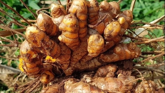 Đưa cây nghệ về vùng đồi cằn, khô hạn đến vụ đào lên 'củ vàng' thu hàng trăm triệu