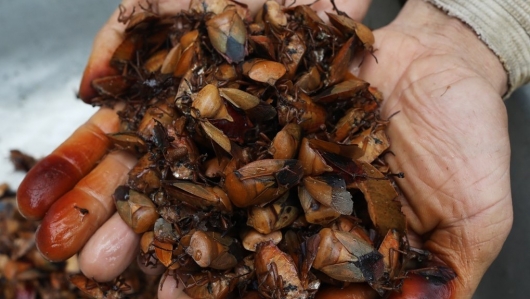 Loại côn trùng gây hại cho hoa nhãn nhưng lại trở thành đặc sản hấp dẫn ở Tây Bắc