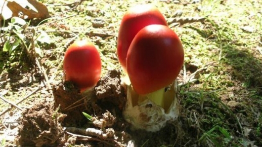 Đi rừng gặp vật giống quả trứng gà ai ngờ là loại nấm hoàng đế La Mã ưa thích, giá bán nửa triệu/kg