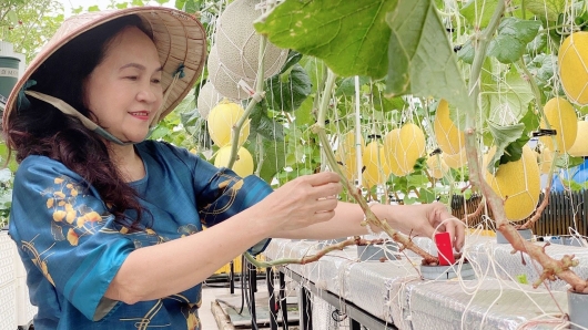 Bí quyết giúp nữ doanh nhân U60 không tốn sức vẫn có vườn dưa lưới vàng lóa mắt trên sân thượng