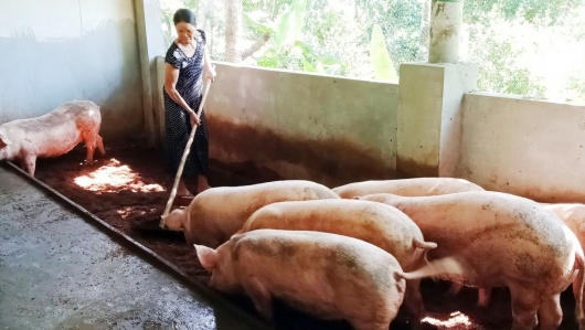 Giá heo hơi hôm nay 16/5: Trở lại xu hướng tăng, dự báo sốc giá heo chạm mốc 65.000 đồng/kg