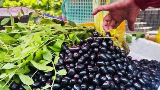 Loại quả mọc hoang đầy rừng vào mùa, giá 150.000 đồng/kg, ăn vào đẹp da, sáng mắt