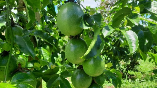 Đang giá cao kỷ lục, chanh dây bất ngờ lao dốc, người dân như ngồi trên đồng lửa