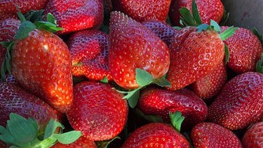 Điều gì khiến dâu tây King Berry của Hàn Quốc làm chao đảo các tín đồ Việt Nam?