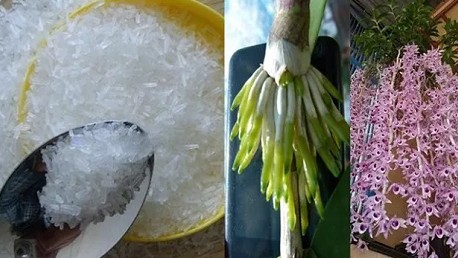 Trồng hoa lan thêm thứ này vào chậu, rễ phát triển khỏe, hoa nở tuôn như suối sau một tháng