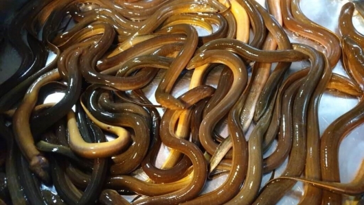 Nuôi lươn sạch, bỏ chút vốn xây bể xi măng quanh năm không dính bùn mà thu tiền tỷ