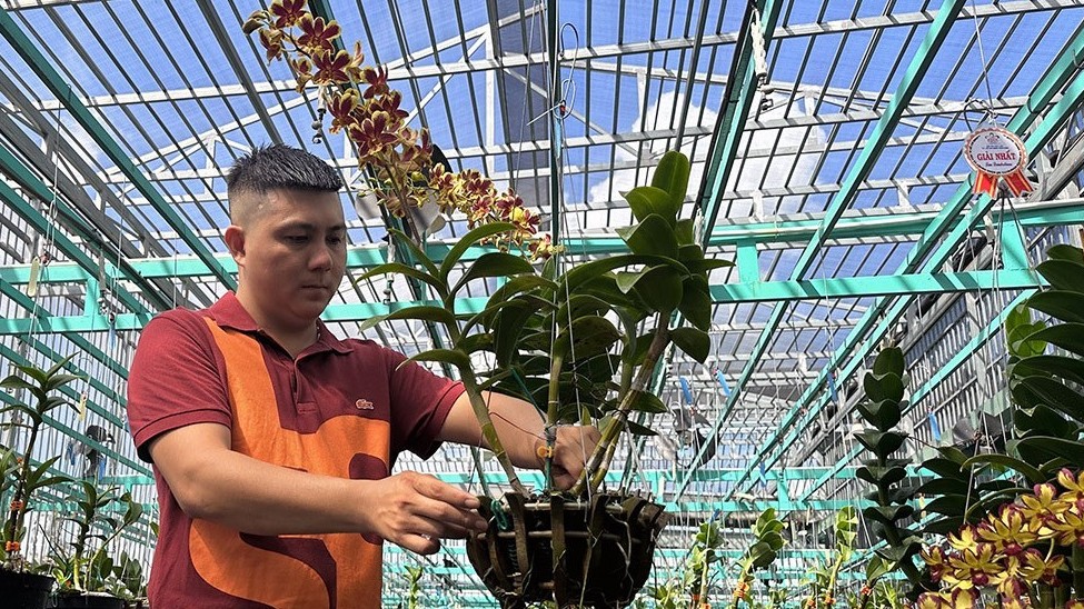 Vườn lan khủng xứ Tây đô, trồng lan tuyệt phẩm trên mái nhà chốt đều đặn 200 chậu mỗi tháng