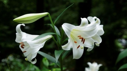 Những loại hoa, cây cảnh dù rất đẹp cũng không nên để trong phòng ngủ