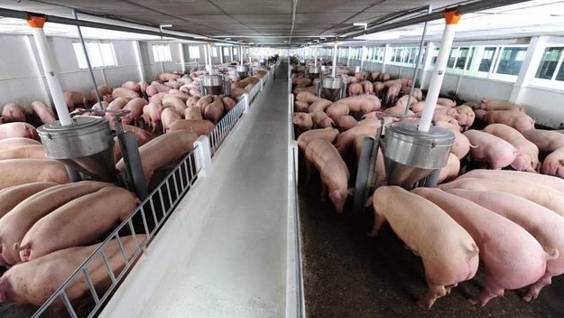 Giá heo hơi hôm nay 17/5: Tăng mạnh tới 3.000 đồng/kg, đà tăng thúc đẩy người chăn nuôi tái đàn