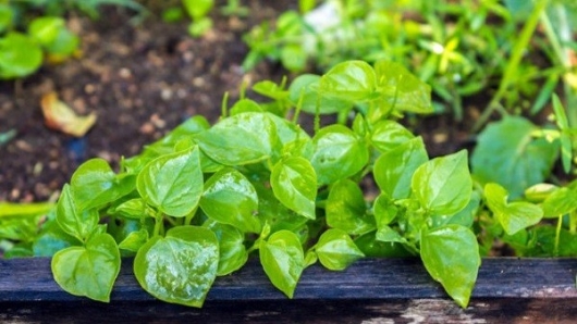 Thứ rau dại được đồn tốt như “thần dược” lại dễ trồng nhất quả đất, mùa xuân nảy mầm đến hè đã hái mỏi tay