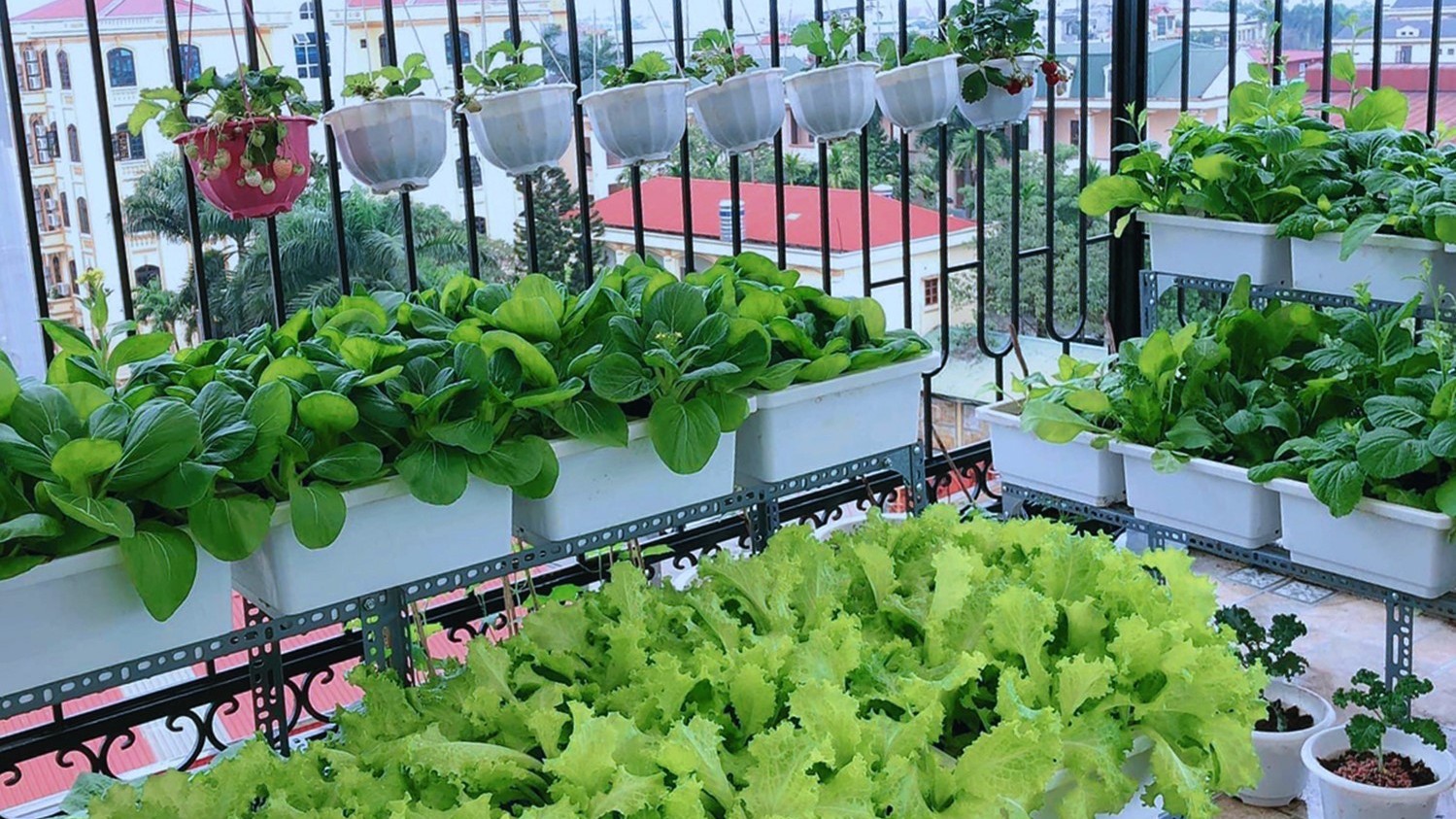 Những kiểu thiết kế vườn sân thượng rau xanh mướt, quả trĩu giàn tràn ngập niềm vui