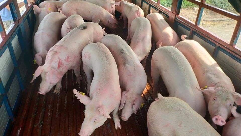 Giá heo hơi hôm nay 18/5: Lập đỉnh mới áp sát mốc 60.000 đồng/kg, động lực tăng vẫn còn