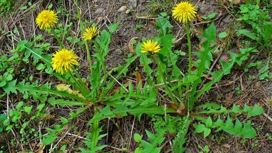 Mẹo hay, dùng lá bồ công anh chữa tắc tia sữa, bạn đã biết chưa?