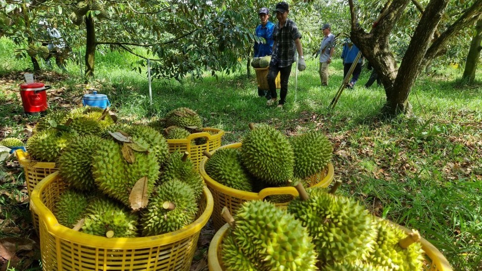 Sầu riêng miền Tây thu hoạch rộ, nhà vườn lo rớt giá người hái thuê công tiền triệu mỗi ngày