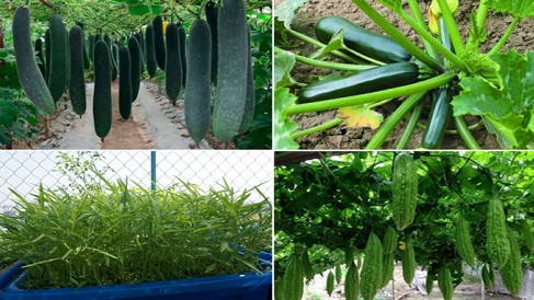 Trồng loại rau gì trong tháng 6, 7, 8 để “ăn hoài không hết”?