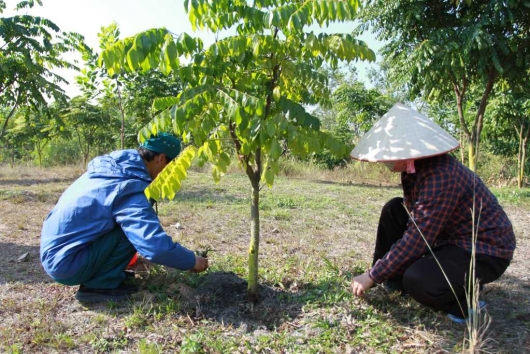 Quảng Yên (Quảng Ninh): Phục hồi rừng lim tại Khu di tích lịch sử chiến thắng Bạch Đằng
